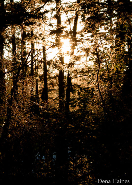 sun flare in forest